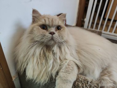 Yumuşak krem kürklü, kapalı dinlenen tüylü İran kedisi, beyaz kapıya doğru bakıyor.