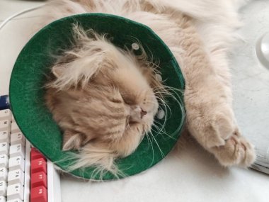 Yeşil koni giyen tüylü kedi klavyenin yanındaki masada dinleniyor.