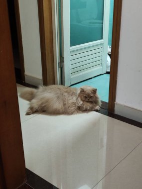 Kabarık tüylü kedi cam panelli kapı eşiğinin yanındaki fayanslı zeminde dinleniyor.