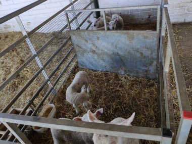 Çiftlikte saman üzerinde metal ağılda domuzcuklar, genç domuzlar dinleniyor ve muhafaza altında hareket ediyorlar.