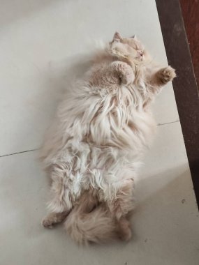 Yumuşak beyaz kedi döşeme üzerinde uzanmış, rahat ve oyuncu duruş