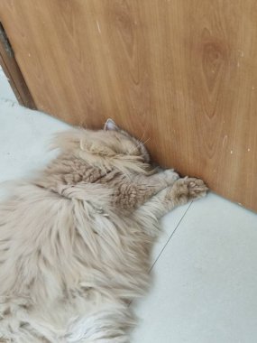 Uzun tüylü kedi, beyaz zemindeki ahşap kapının yanında dinleniyor.