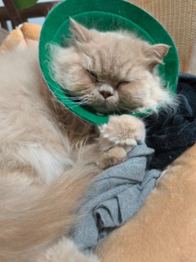 Uyuyan tüylü kedi yeşil koni giyiyor yumuşak battaniyenin üzerinde dinleniyor rahat kumaş dokusuyla