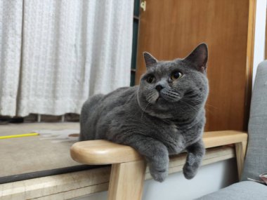 Gri İngiliz Shorthair kedisi, ahşap mobilyaların üzerinde uzanıyor.