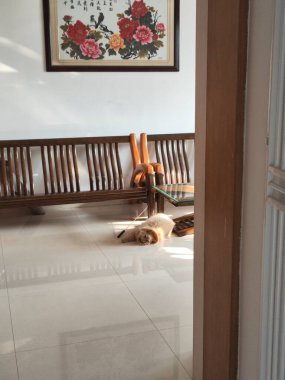 Köpek, oturma odasındaki parlak zeminde, ahşap bankta ve çiçeklerle dinleniyor.