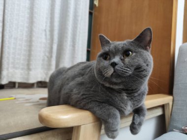 Gri İngiliz Shorthair kedisi ahşap mobilyaların üzerinde uzanır, yukarı bakar tuhaf bir ifadeyle