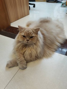 Uzun tüylü kedi, fayanslı zeminde dinleniyor, rahat duruş, yumuşak ışıklandırma.