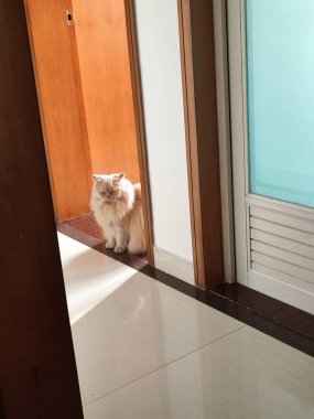 Beyaz tüylü kedi cam kapının yanında duruyor. Güneş ışığı içeri giriyor.