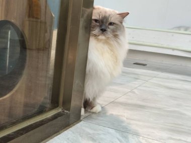 Pofuduk Pofuduk Kedi Cam Kapı Arkasında İçerde Bakıyor