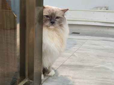 Pofuduk kedi cam kapının arkasından fayanslı zemine bakıyor, sakin ve tuhaf bir ifade.