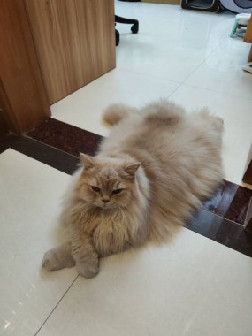 Uzun tüylü kedi, fayanslarla döşenmiş yerde, rahat duruş, yumuşak kürk dokusu, ev ortamında.
