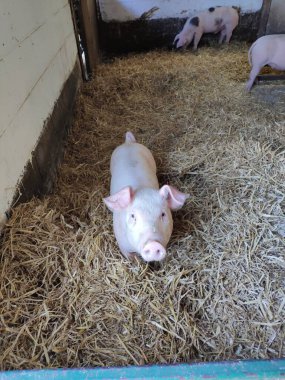 Çiftlik ağılındaki samanların üzerinde yatan domuzcuk, yakınlardaki diğer domuzlarla birlikte içeride dinlenen genç domuz.