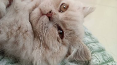 Yumuşak açık renkli kedi desenli kumaşın üzerinde uzanmış, yukarı bakıyor geniş meraklı gözlerle