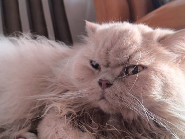 Yumuşak yüzeyde kapalı yerde dinlenen huysuz suratı olan yumuşak İran kedisi.