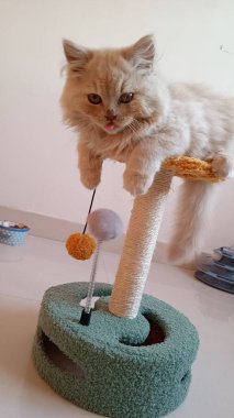 Yumuşak kedi tırmalama direğine tırmanırken oyuncak top içeride.