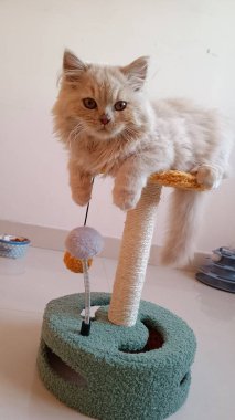 Tüylü kızıl kedi yeşil tırmalama direğine uzanıyor. Oyuncak eklentisi de kapalı mekanda.