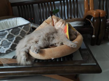 Yumuşak kedi rahat bir yatakta uyuyor. Sandalyenin yanındaki ahşap masada.