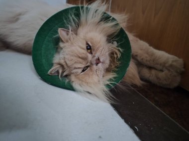 Kabarık tüylü yeşil koni giyen, tahta arka planda beyaz yüzeyde dinlenen bir kedi.