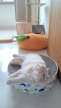 Beyaz kedi yavrusu pencerenin yanındaki kedi yatağında huzur içinde uyuyor. Yanında da turuncu oyuncak var.