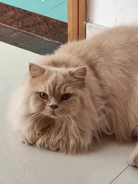 Yumuşak bej kürk, sakin yüz ifadesi, kapalı evcil hayvan sahnesi.