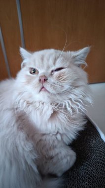 Koyu renk kumaş yüzeyde otururken gözlerini kısarak bakan tüylü beyaz kedi.