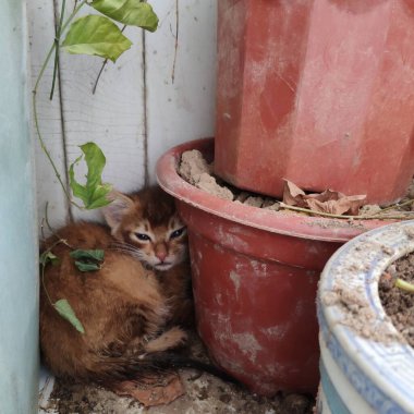 Kahverengi tekir kedi yeşil yapraklı kırmızı tencerelerin yanında dinleniyor.