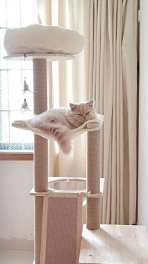 Pencerenin yanındaki perdeli bej kedi ağacında dinlenen beyaz kedi.