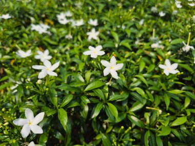 Samanyolu. Wrightia antidysenterica (Samanyolu), yeşil yapraklı beyaz çiçek kümesidir. Bahçelerde süs eşyası olarak kullanılıyorlar.