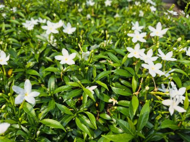 Samanyolu. Wrightia antidysenterica (Samanyolu), yeşil yapraklı beyaz çiçek kümesidir. Bahçelerde süs eşyası olarak kullanılıyorlar.