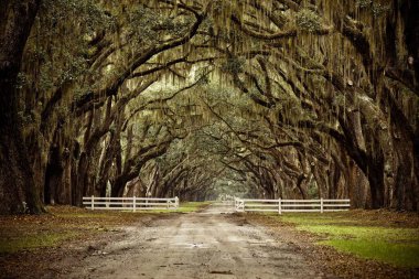 İspanyol yosunlarıyla kaplı meşe kaplı sersemletici sürücü, Umut Adası 'ndaki Wormsloe Tarihi Sitesi' ne ziyaretçileri davet ediyor. Yüzyıllar boyunca Amerikan, Afrikalı ve Avrupalı yerliler tarafından şekillendirildi..