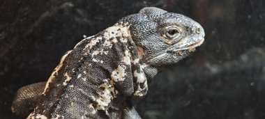 Spinal kuyruklu iguana portresi belirgin siyah çıkıntılar, beyaz noktalar ve pullu cilt, dramatik sürüngen detayı için koyu bir arka plan üzerine vurgulanmış.