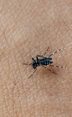 Bir Asya kaplan sivrisineğinin (Aedes albopictus) siyah gövde ve beyaz işaretli yakın çekim makro fotoğrafı, hortumlar beslenirken insan derisine yerleştirilir. Hastalıklı böceklerin detaylı görünümü, anatomi ve halk sağlığı ile ilgili konuların altını çizmek.