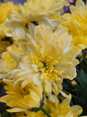 Ayrıntılı Taze Sarı Kasımpatı Çiçeklerinin Makro Fotoğrafları