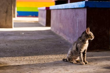 Renkli Beton Parkın Gölgelerinde Oturan Ev Kedisi