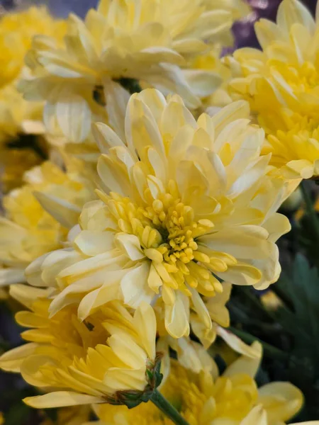 Ayrıntılı Taze Sarı Kasımpatı Çiçeklerinin Makro Fotoğrafları