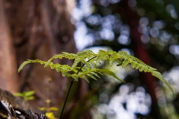 Fern Frond 'un Güzel Bokeh' li Macro Detayları