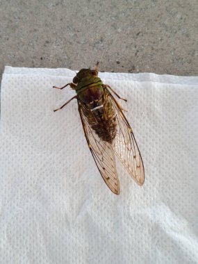 Yetişkin bir ağustos böceğinin detaylı makro görüntüsü karmaşık kanat venasyonu ve yanardöner yeşil göğüs kafesi gösteriyor. Böcek, doğal kamuflajını ve yapısal anatomisini ön plana çıkaran yüksek açılı bir görüntüye sahiptir.