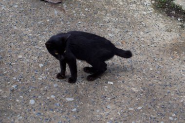 Arka planda çimen olan desenli beton zeminde hareket eden parlak siyah bir kedinin stok fotoğrafı. Kedi hareketini ve kentsel hayvan varlığını vurguluyor