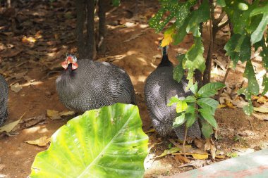 Kumlu toprakta duran iki Guineafowl 'un detaylı çekimi. Ön plandaki kuşa odaklanarak, eşsiz mavi-gri kafası, parlak kırmızı gıdısı ve karmaşık beyaz benekli tüylerini gösteriyor. Tropikal bitkilerin yakınına yerleştirilmişler, blendin.