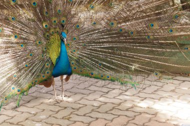 Kuala Lumpur, Malezya - 13 Şubat 2026: Bir ekran sırasında bir erkek tavus kuşunun yan görünüşü, genişletilmiş kuyruk tüylerinin boyutunu ve hacmini gösteriyor. Ensesinin parlak mavisi zümrüt ve altın renkleriyle çok güzel zıtlaşıyor.