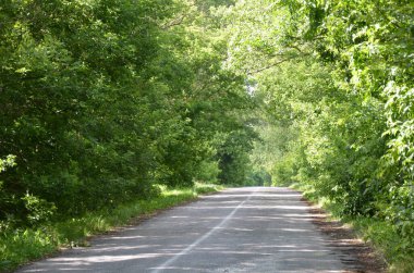 Resimli, dar bir köy yolu yemyeşil ve sık ağaçlı arazide dönüyor..