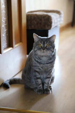 Yakışıklı bir İngiliz Shorthair kedisi çok önemli bir bakışla oturur..