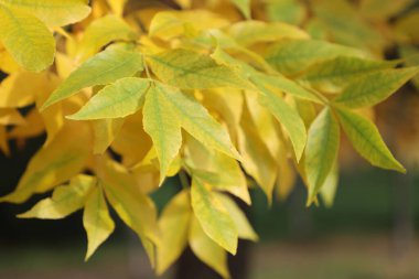 Sarı dişbudak ağacı yaprakları sonbaharda.