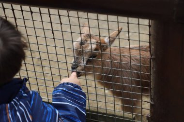 Genç bir keçi tel örgülerin arasından bir çocuğun elini kokluyor..