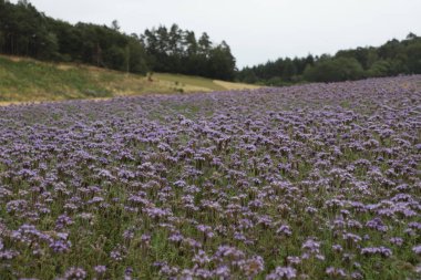 Canlı lavanta renkli safra alanı tamamen çiçek açmış..