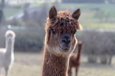 Alpakalar gün ışığında kırsalda çitli bir çayırda dururlar. Kahverengi ve beyaz alpakalar arka planda ağaçlar ve kırsal bir manzara ile çimenli bir alanda otlarlar. Sakin çiftlik sahnesinde yumuşak doğal ışık ve sığ bir alan derinliği var..