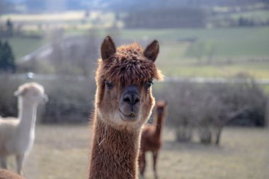Alpakalar gün ışığında kırsalda çitli bir çayırda dururlar. Kahverengi ve beyaz alpakalar arka planda ağaçlar ve kırsal bir manzara ile çimenli bir alanda otlarlar. Sakin çiftlik sahnesinde yumuşak doğal ışık ve sığ bir alan derinliği var..