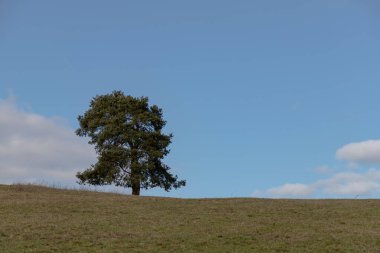 Çimenli bir tepede, masmavi bir gökyüzünün altında yalnız bir ağaç..