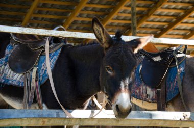 Tahta bir ahırda dizginleri takmış, sakince duran bir eşek. İç kısımda ahşap bölmeler ve yerde yumuşak bir yatak var. Doğal ışık, eşeğin kürkünün dokusunu ve kırsal çevresini vurgular. Çiftlik ve kırsal için ideal.