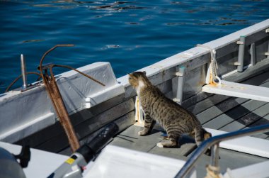 Küçük bir teknede durup bir marinada parlak mavi suda yüzen balıkları izleyen tuhaf tekir kedisi. Güneşli bir gün, suda canlı yansımalar, deniz ayrıntılarıyla huzurlu bir açık hava manzarası..